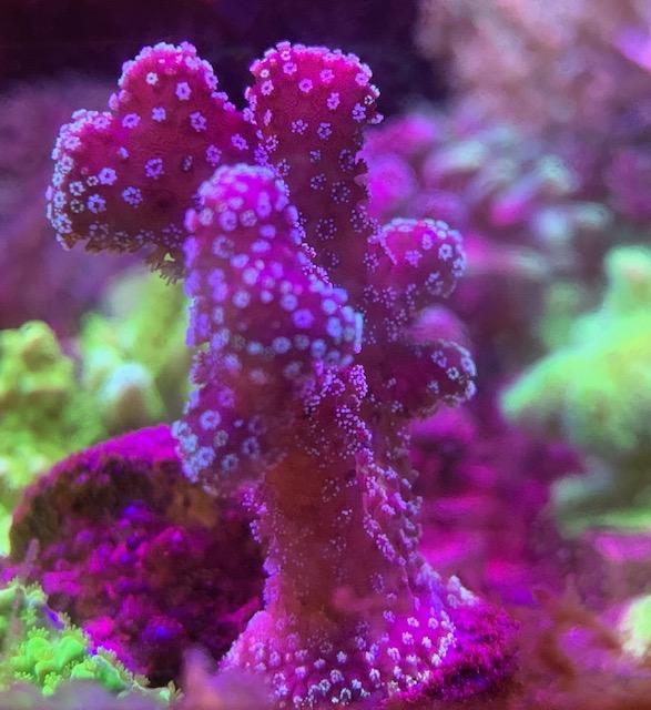 aquarium maintenance corals